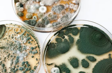 "Image: Mold growing in a petri dish sample, being analyzed to identify black mold in a building located in Sarasota, Venice, Lakewood Ranch, and Tampa, Florida. This process highlights the meticulous examination conducted by Mold Check and Inspect to detect and address mold issues in various locations."