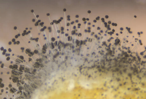 "Image: Mold growing in a petri dish sample, being analyzed to identify black mold in a building located in Sarasota, Venice, Lakewood Ranch, and Tampa, Florida. This process highlights the meticulous examination conducted by Mold Check and Inspect to detect and address mold issues in various locations."