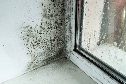 "Image: A woman looking at mold stains on a wall in frustration in a building located in Sarasota, Venice, Lakewood Ranch, and Tampa, Florida. Her expression reflects the annoyance and concern caused by the presence of mold, emphasizing the need for Mold Check and Inspect's services to address such issues."